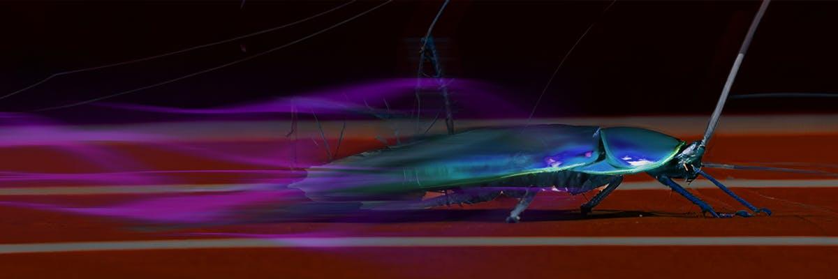 blog-header-fast-cockroach